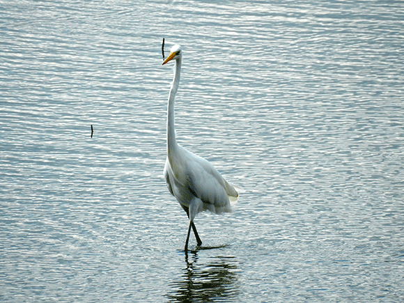 Airone bianco maggiore