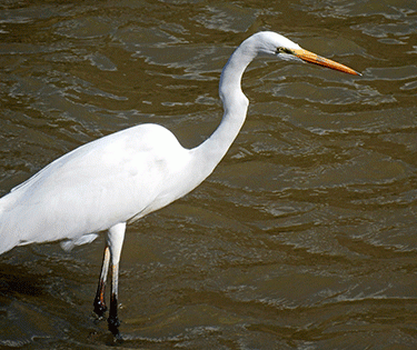 Airone bianco maggiore