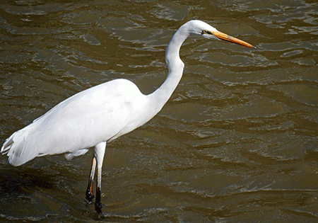Airone bianco maggiore