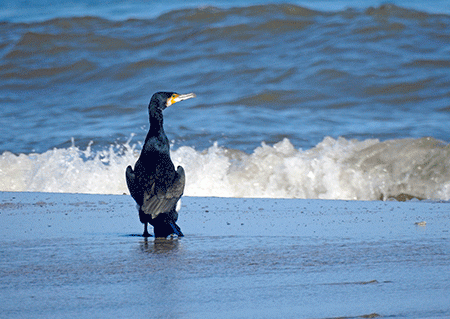 Cormorano