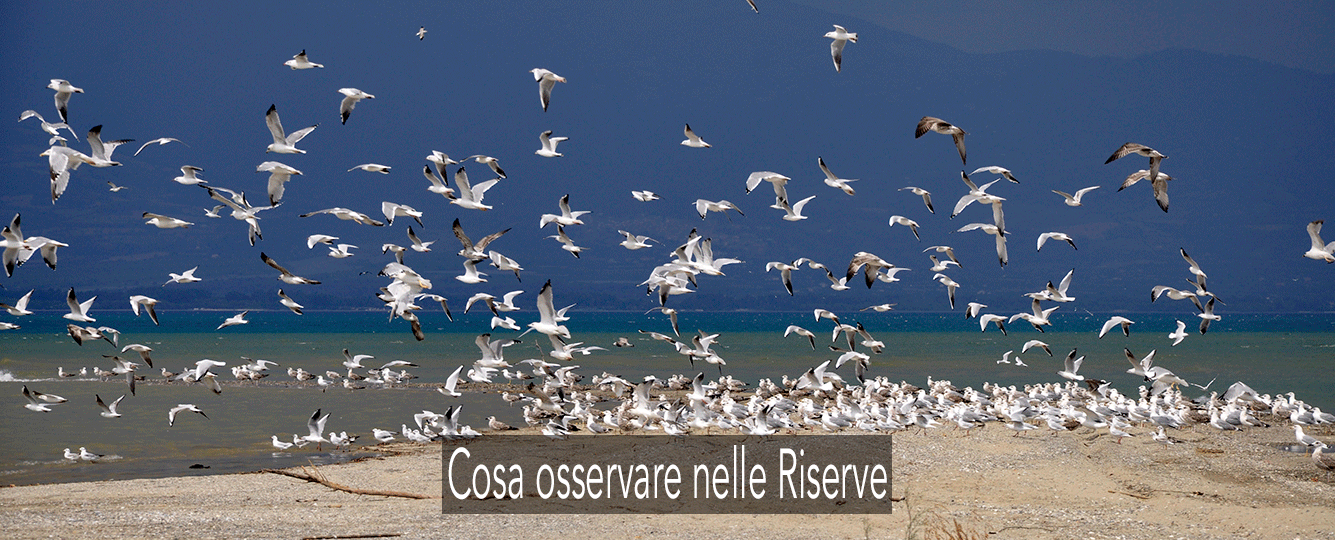 Cosa-osservare-nelle-riserve Cosa-osservare-nelle-riserve