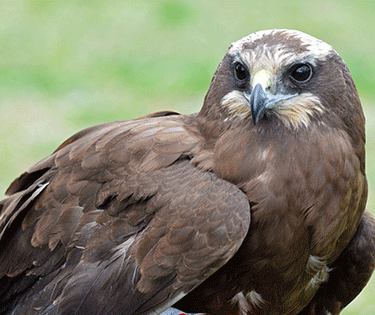 Falco di palude