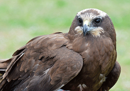 Falco di palude