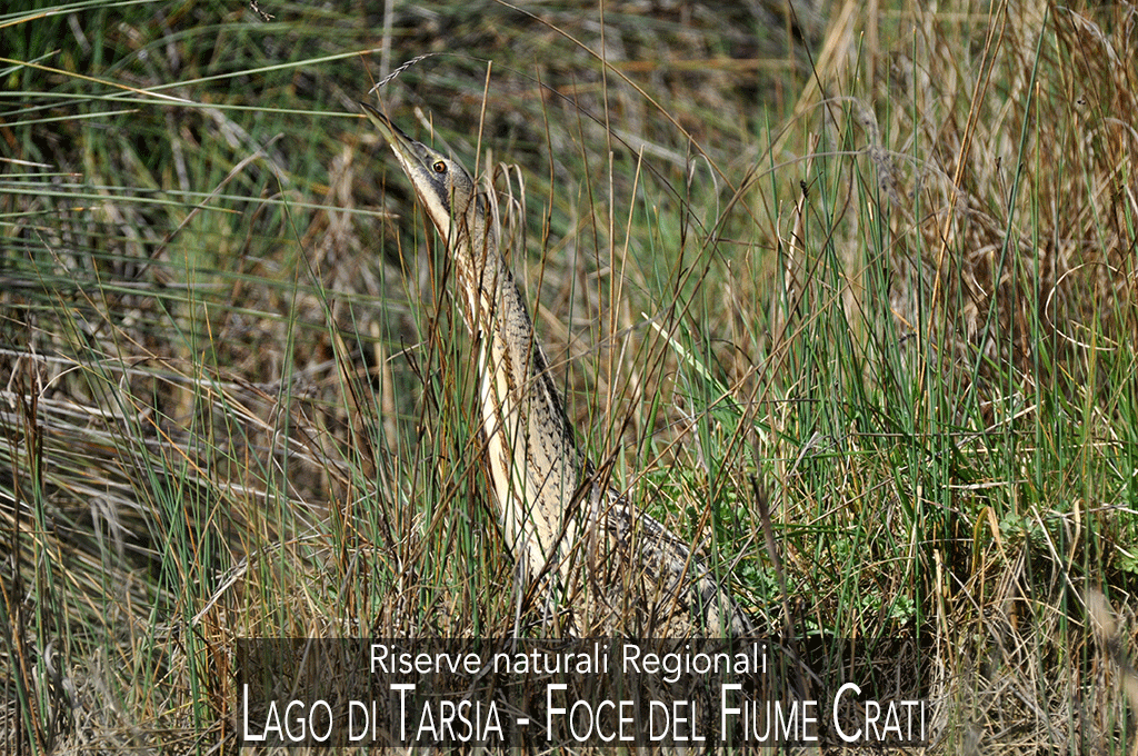 Tarabuso-02