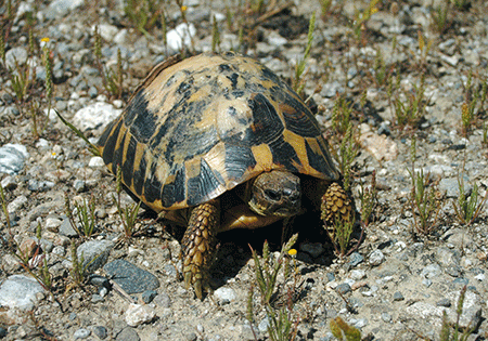Tartaruga di Hermann