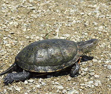 Tartaruga palustre