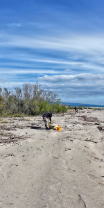 Beach litter – Report 2025