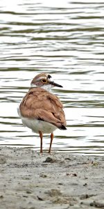 La nidificazione del Corriere piccolo (Charadrius dubius) nella Riserva naturale Foce del fiume Crati documentata in un video ripreso durante le attività di monitoraggio