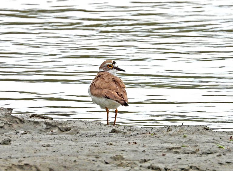 Scopri di più sull'articolo La nidificazione del Corriere piccolo (Charadrius dubius) nella Riserva naturale Foce del fiume Crati documentata in un video ripreso durante le attività di monitoraggio