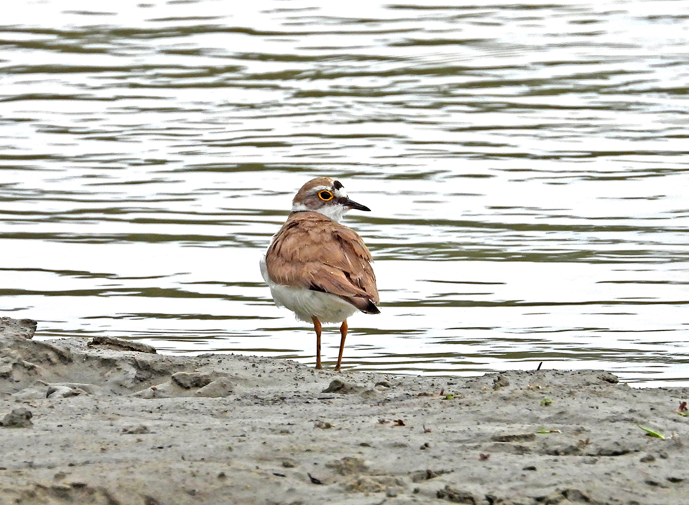 Al momento stai visualizzando La nidificazione del Corriere piccolo (Charadrius dubius) nella Riserva naturale Foce del fiume Crati documentata in un video ripreso durante le attività di monitoraggio
