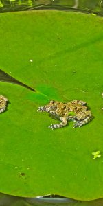 Interventi di ecologia applicata alla conservazione￼