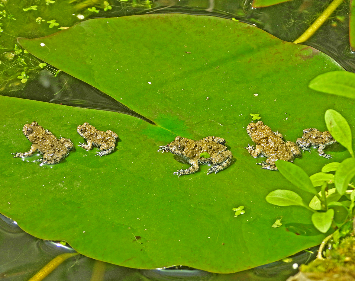 Al momento stai visualizzando Interventi di ecologia applicata alla conservazione￼