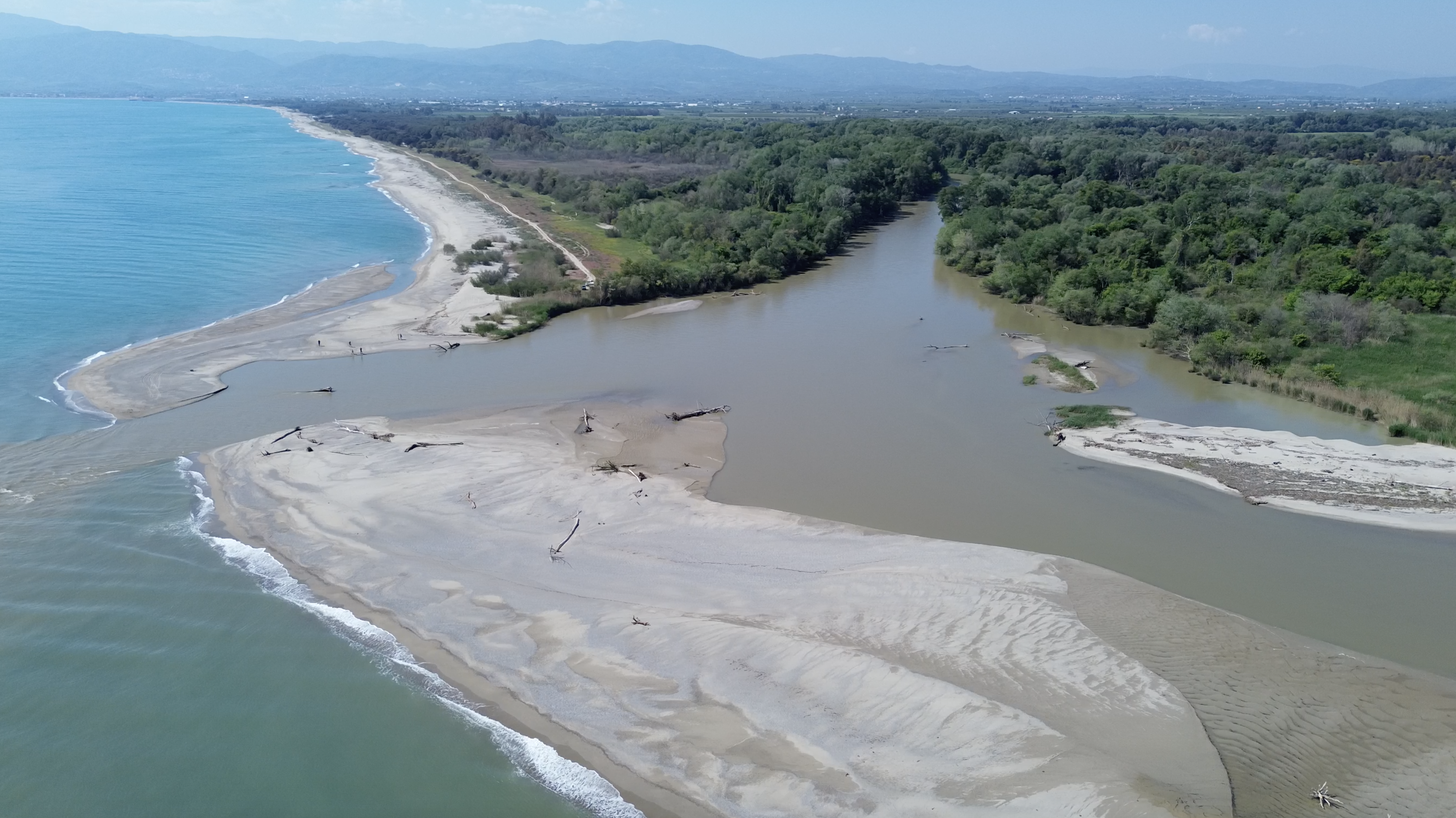 Al momento stai visualizzando Rilasciati nella Riserva Foce del fiume Crati un Fenicottero e un Gheppio