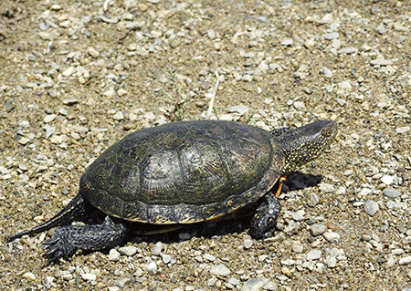 Tartaruga palustre